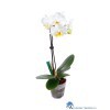 5025644916376-orchid-focus-drip-feeder-38-ml-mini-phalaenopsis-with-drip-feeder